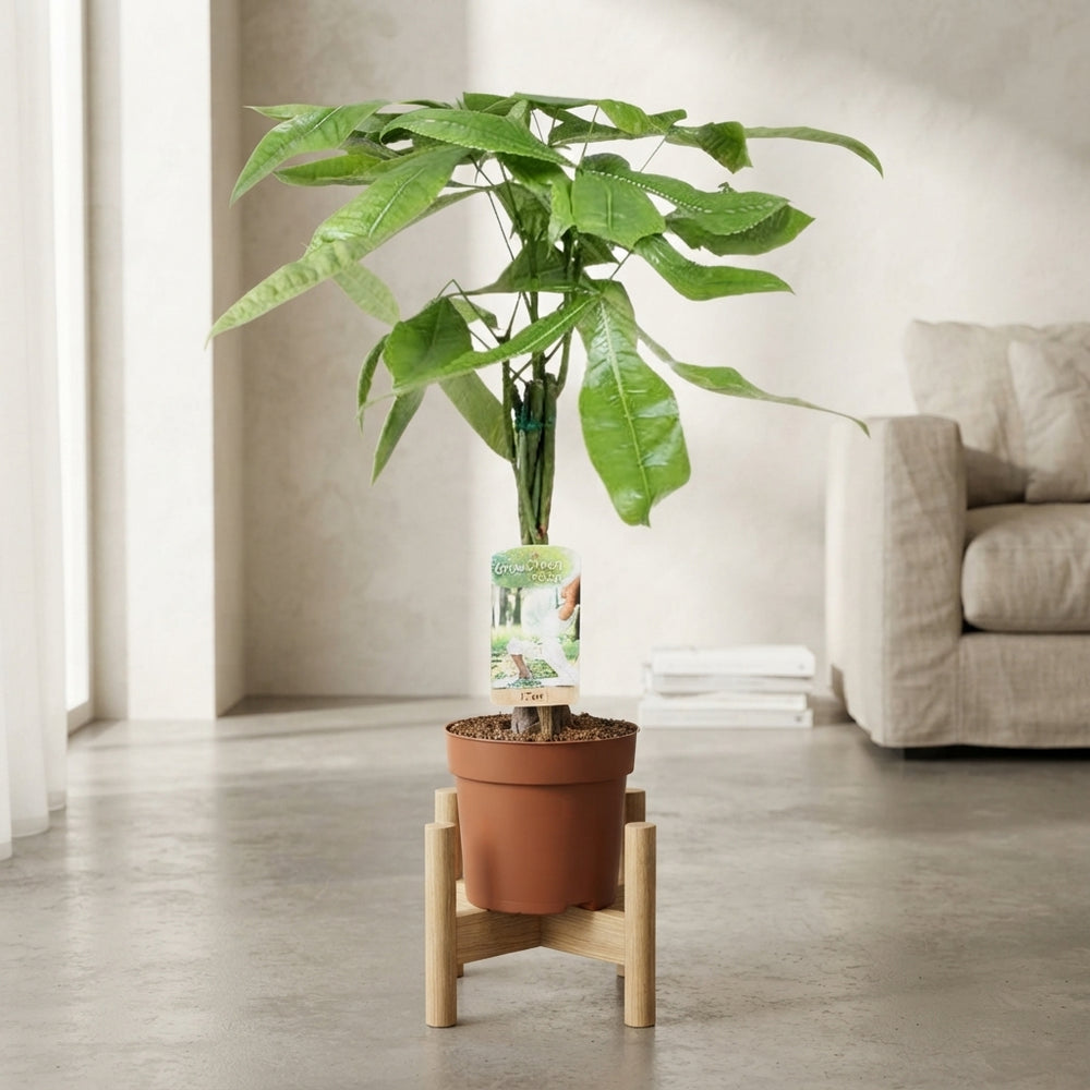 Money Tree (Pachira aquatica) – 17cm Pot, 60cm Tall