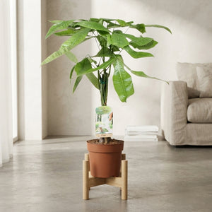 Money Tree (Pachira aquatica) – 17cm Pot, 60cm Tall