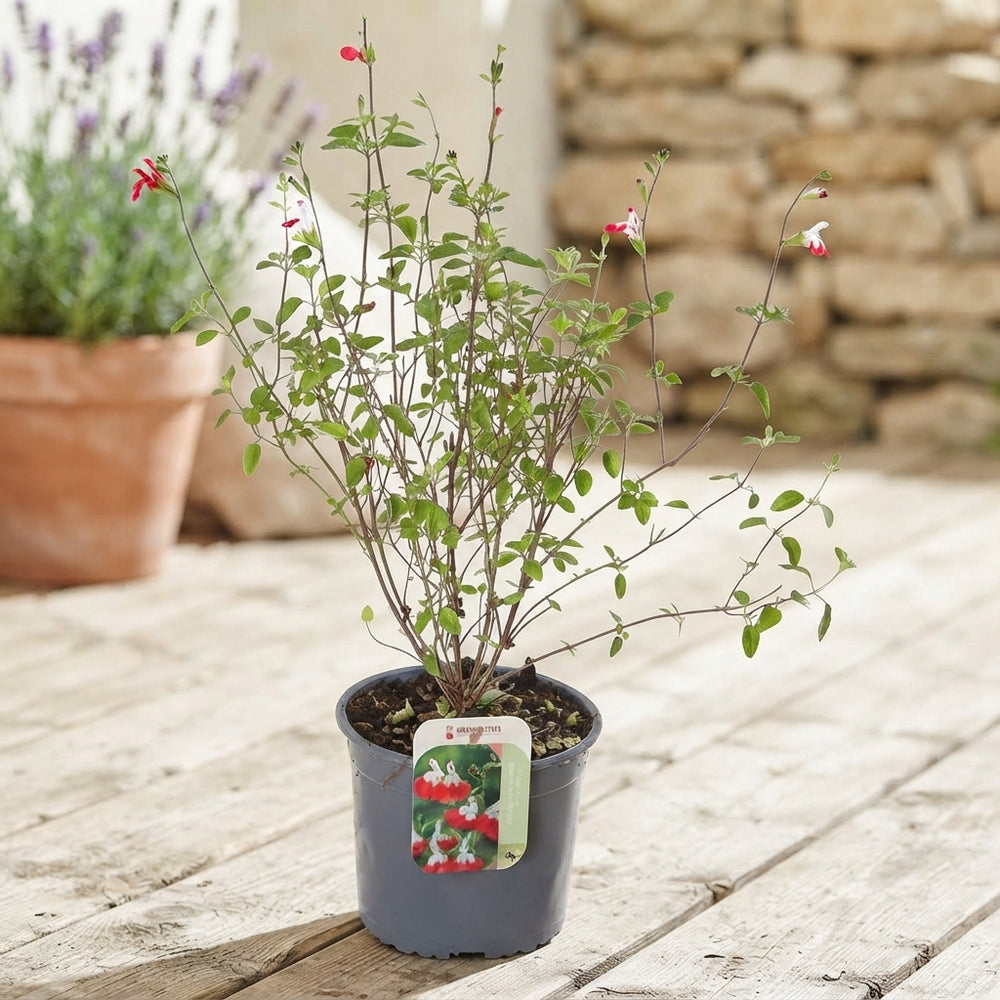 Hot Lips Mexican Bush Sage (Salvia microphylla) – 17cm Pot