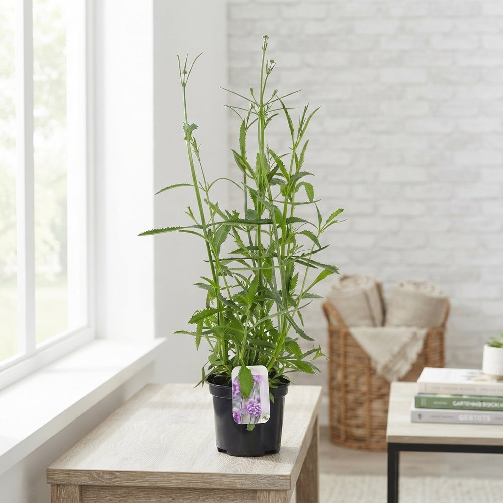 Purpletop Vervain (Verbena bonariensis) – 17cm Pot