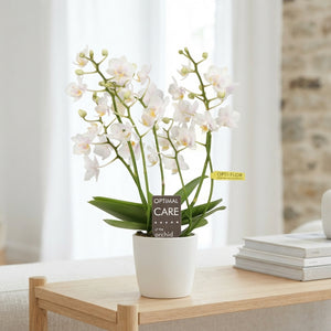 White Phalaenopsis Orchid – 7cm Pot, 4 Stems