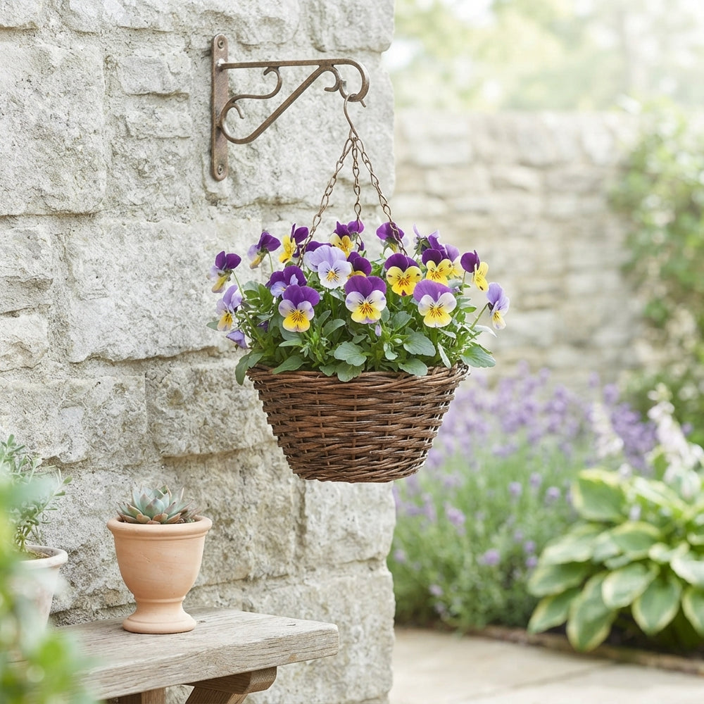 Viola Cornuta Garden Plant – 19cm Pot