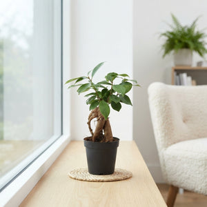 Ficus Ginseng (Ficus microcarpa) – 7cm Pot