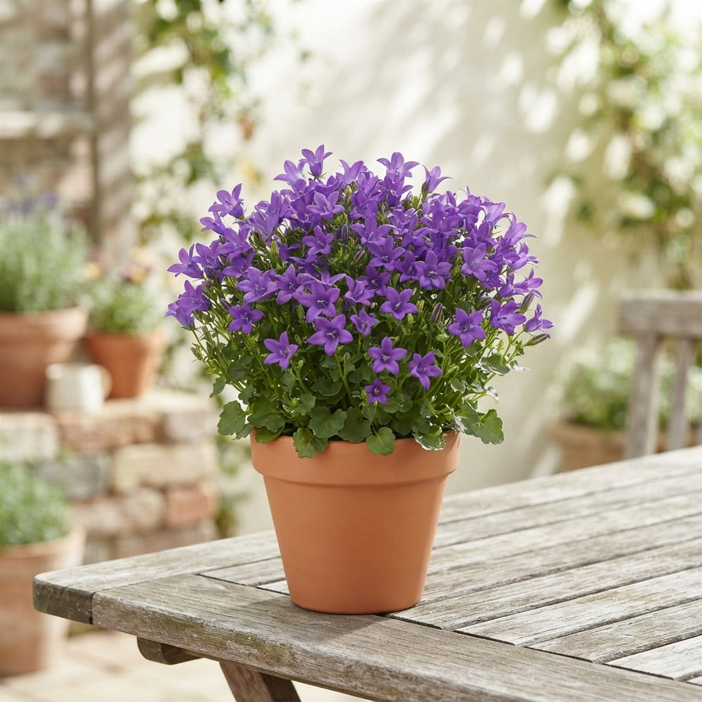 Mixed Purple and White Campanula – 11cm Pot