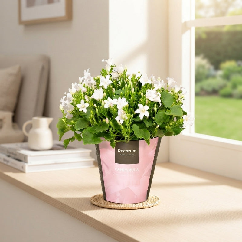 White Campanula ‘Port Ice’ – 11cm Pot