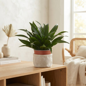 Compact Dragon Tree (Dracaena fragrans Compacta) – 12cm Pot