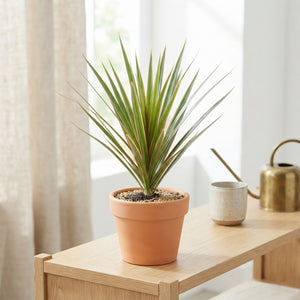 Dracaena Marginata Green – 12cm Pot, 35cm High
