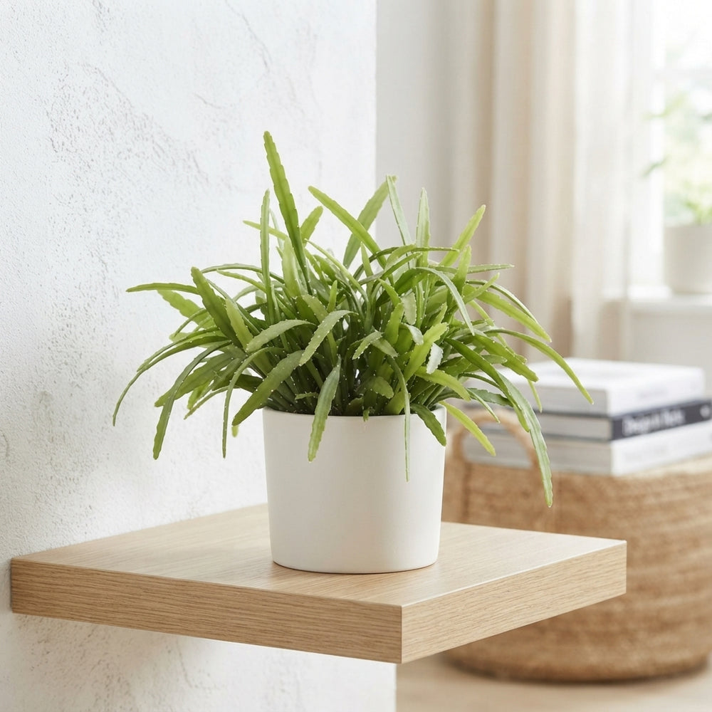 Bolivian Coral Cactus (Lepismium bolivianum) – 5.5cm Pot
