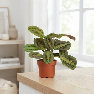Prayer Plant (Maranta leuconeura) – 12cm Pot