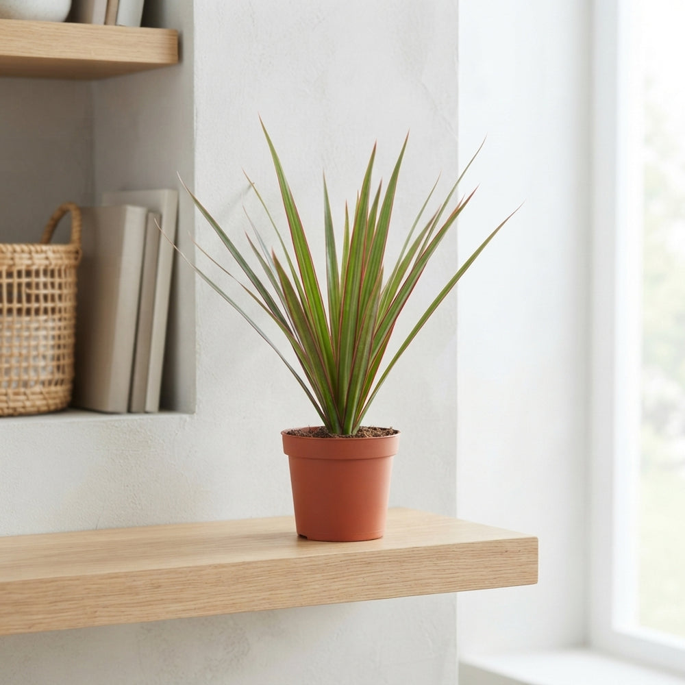 Mixed Green Houseplant – 12cm Pot, Approx. 25cm