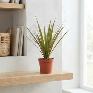 Mixed Green Houseplant – 12cm Pot, Approx. 25cm