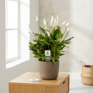 White Peace Lily (Spathiphyllum) – 17cm Pot