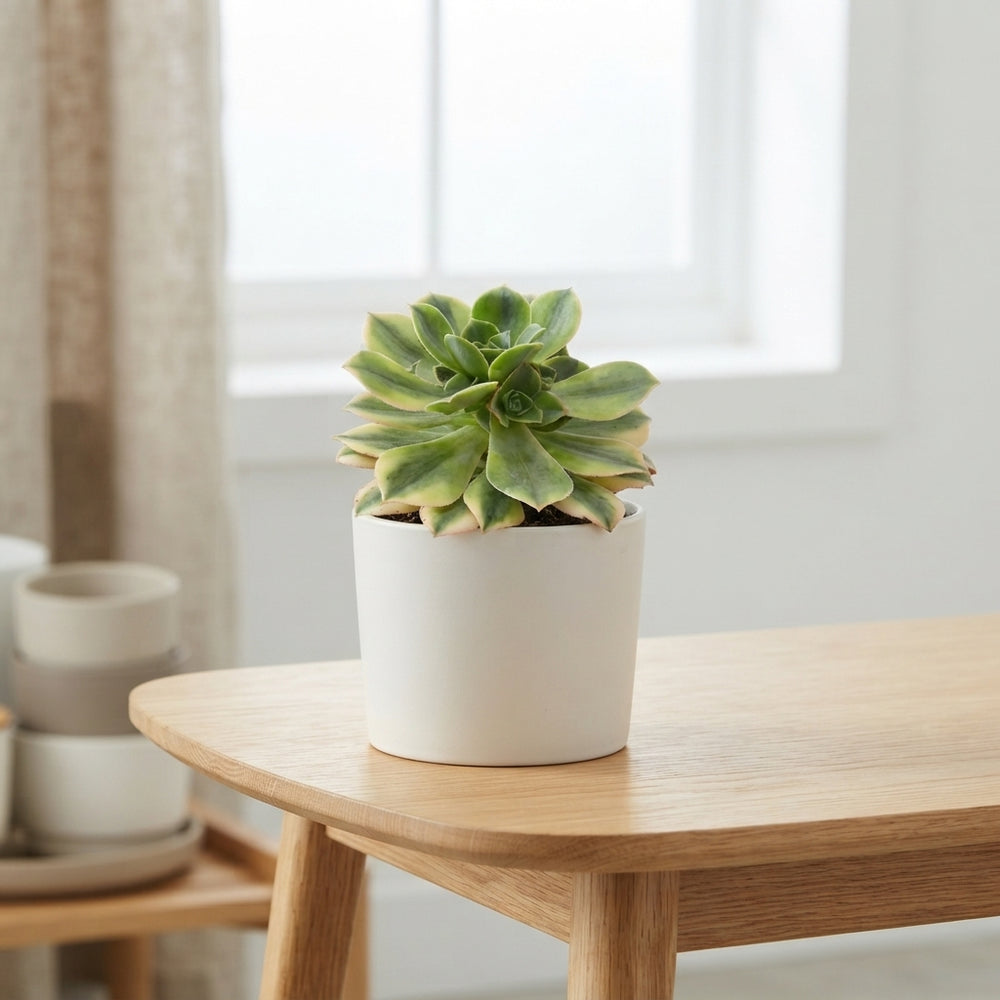 Aeonium ‘Starburst’ Succulent – 12cm Pot