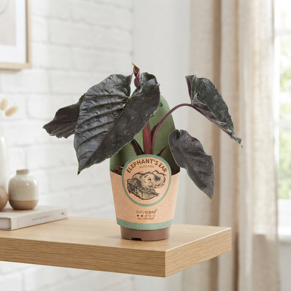 Alocasia ‘Antoro Velvet’ – 11cm Pot, 40cm High