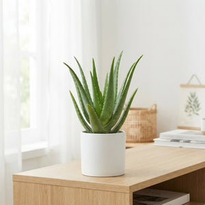 Aloe arborescens – 12cm Pot, Approx. 35cm High