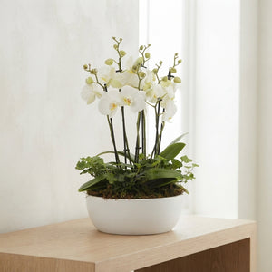 White Phalaenopsis Orchid (12 Stem) – 26cm Ceramic Pot