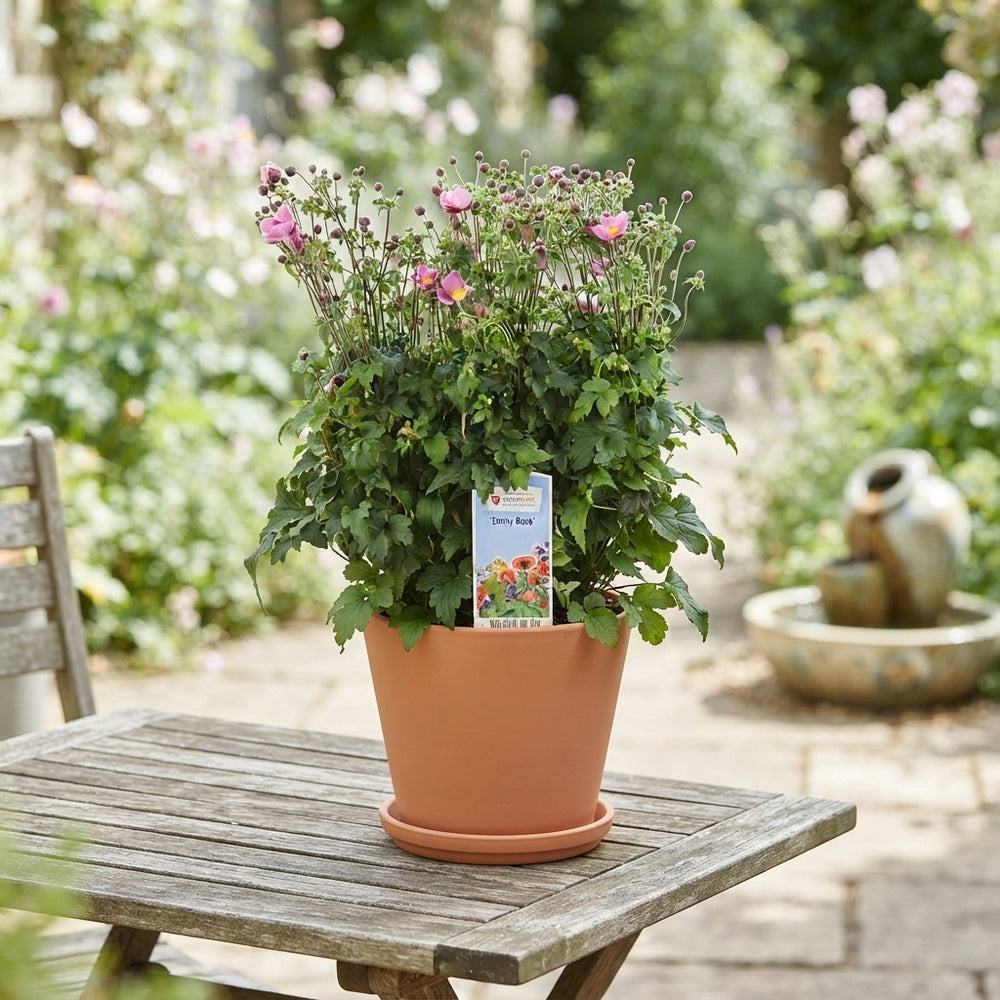 Anemone ‘Emmy Roze’ – 19cm Pot, Approx. 65cm High