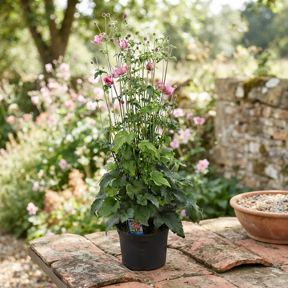 Japanese Anemone (Anemone hupehensis) – 19cm Pot