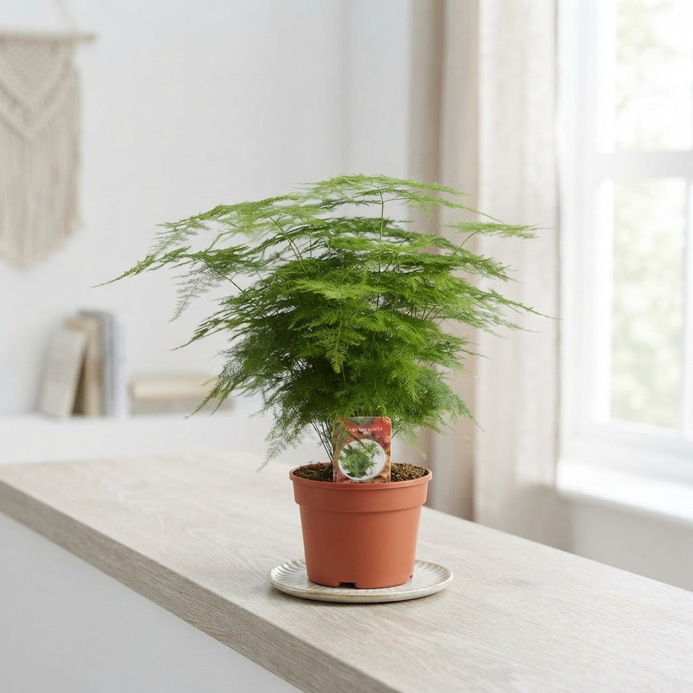 Mixed Asparagus Fern – 17cm Pot, Approx. 45cm