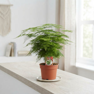 Mixed Asparagus Fern – 17cm Pot, Approx. 45cm