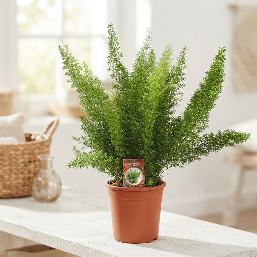 Meyer's Asparagus Fern (Asparagus densiflorus ‘Myersii’) – 17cm Pot