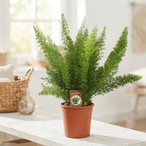 Meyer's Asparagus Fern (Asparagus densiflorus ‘Myersii’) – 17cm Pot