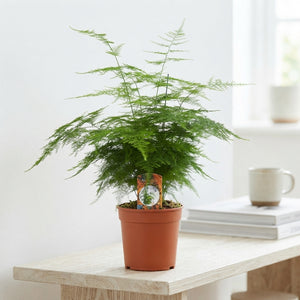 Asparagus Fern (Asparagus setaceus) – 17cm Pot