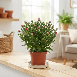 Pink Starletta Aster – 10.5cm Pot