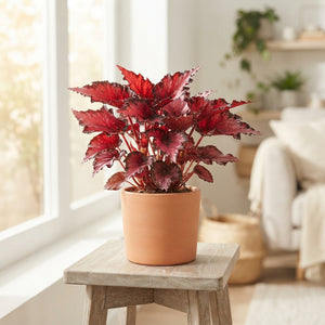 Begonia Beleaf Mix – 12cm Pot