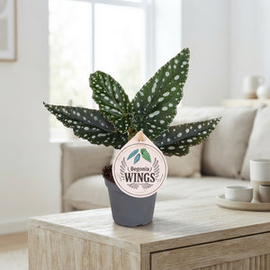 Begonia Maculata ‘Wings Silverspot’ – 6cm Pot
