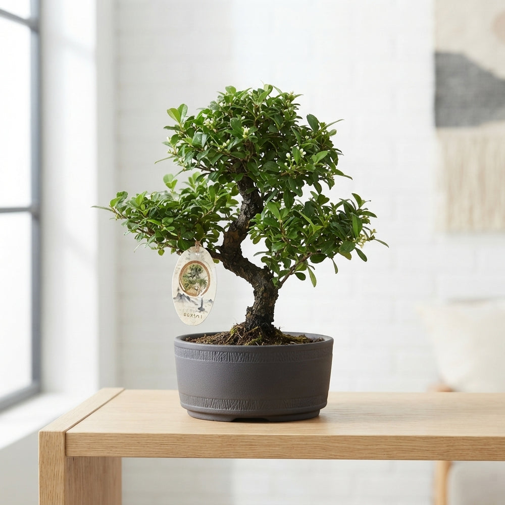 Mixed Bonsai Tree – 15cm Pot, Approx. 20cm High