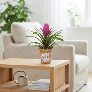 Bromelia Adventure Cup – Mixed Colours, 10.5cm Pot