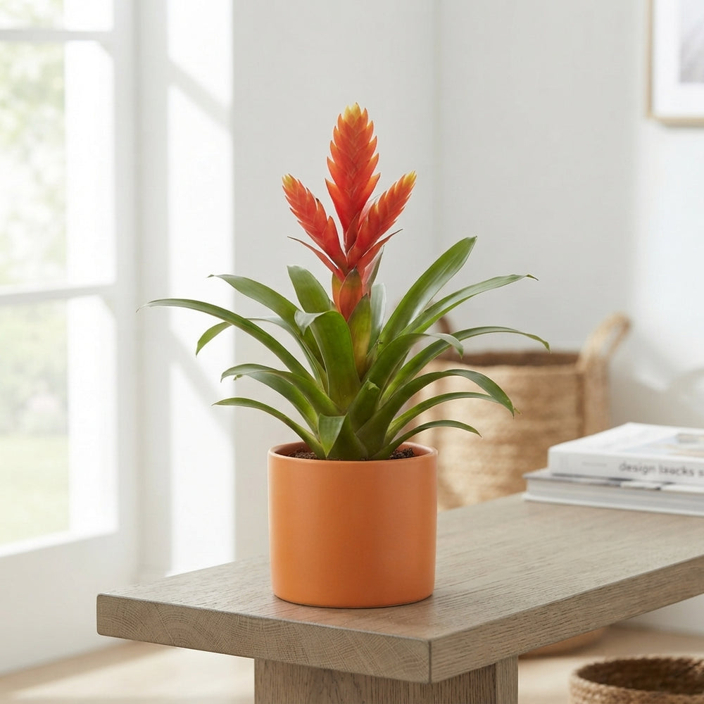 Exotic Bromeliad Arrangement – 16cm Ceramic Pot