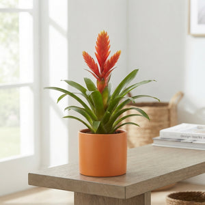 Exotic Bromeliad Arrangement – 16cm Ceramic Pot