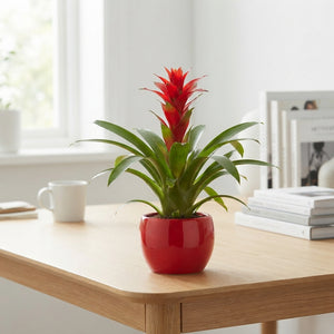 Bromeliad Coupe Lisa Arrangement – 15cm Ceramic Pot