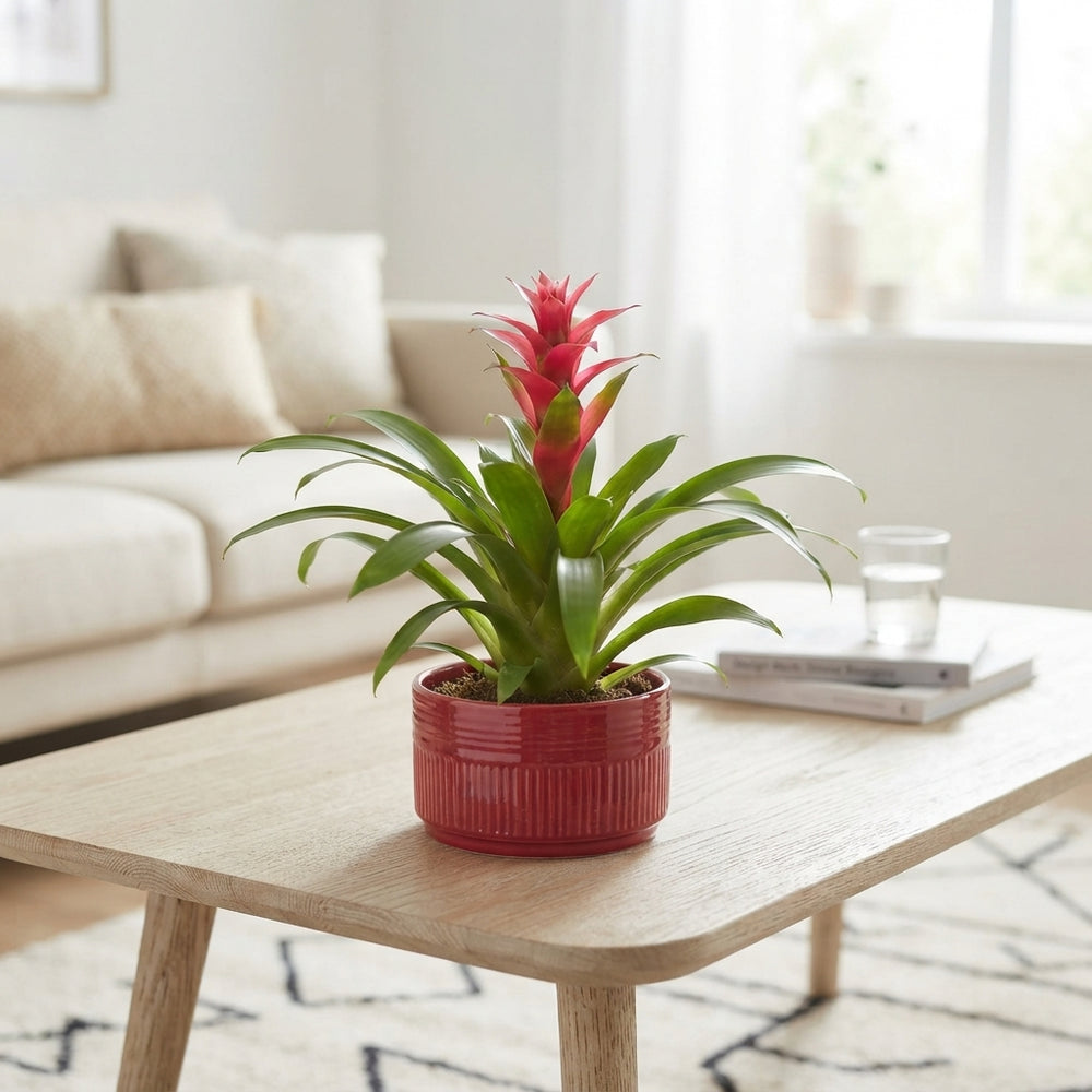 Bromeliad ‘Sara’ Arrangement – 16cm Ceramic Pot