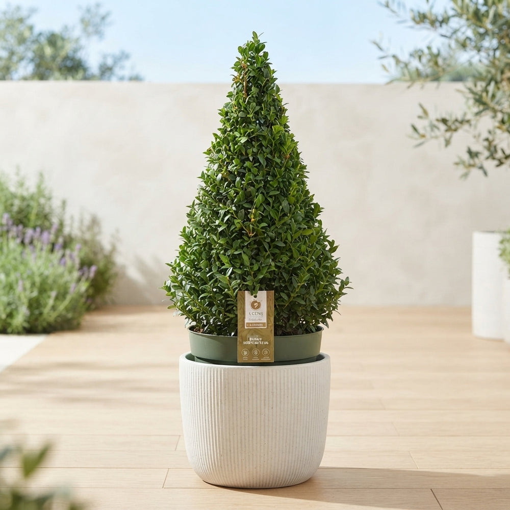 Buxus Sempervirens Pyramidal Topiary – 21cm Pot