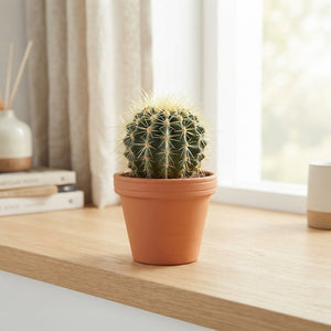 Mixed Cactus Collection – 12cm Pot