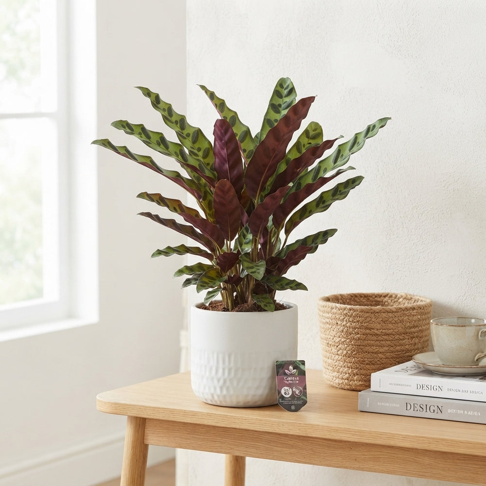 Calathea Insigne ‘Rattlesnake Plant’ – 17cm Pot