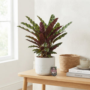 Calathea Insigne ‘Rattlesnake Plant’ – 17cm Pot