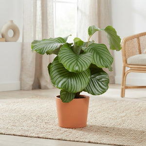 Calathea Orbifolia ‘Rhythm Of’ – 19cm Pot