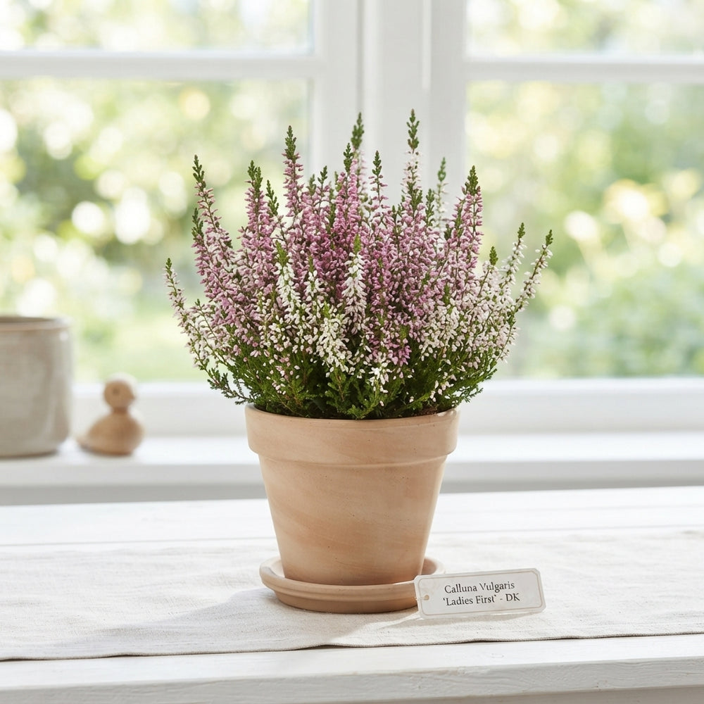 Calluna vulgaris ‘Beauty Ladies First’ Trio – 11cm Pots