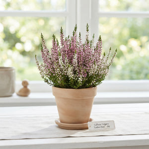 Calluna vulgaris ‘Beauty Ladies First’ Trio – 11cm Pots