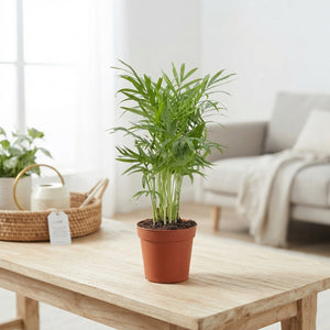 Parlour Palm (Chamaedorea elegans) – 9cm Pot
