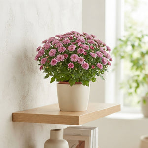 Mixed Chrysanthemum Houseplant – 15cm Pot