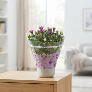 Mixed Chrysanthemum Houseplant – 23cm Pot