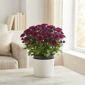 Purple Chrysanthemum (Chrysanthemum indicum) – 12cm Pot