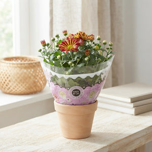 Mixed Chrysanthemum Houseplant – 12cm Pot