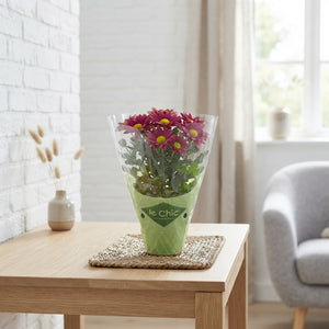 Mixed Chrysanthemum Houseplant – 8cm Pot