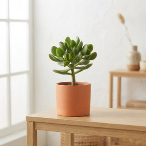 Crassula arborescens Jade Plant – 12cm Pot